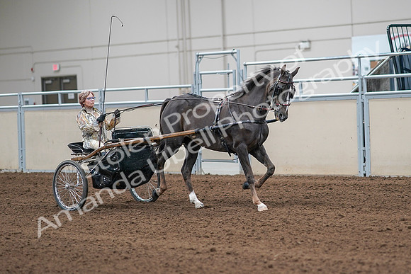 2020 - AB Morgan Horse - Sat, Sept 05 - 05927