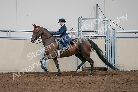 2020 - AB Morgan Horse - Sat, Sept 05 - 04926