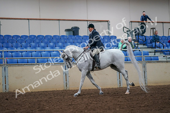 2019 Morgan Horse Show - Aug 30, 2019 - 17491