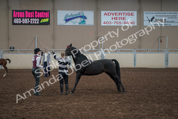 2019 Morgan Horse Show - Aug 31, 2019 - 00880