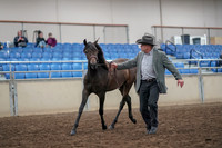 2019 Morgan Horse Show - Aug 31, 2019 - 03379
