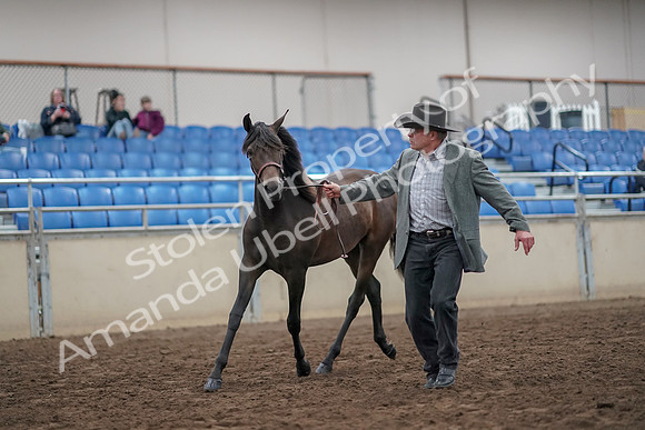 2019 Morgan Horse Show - Aug 31, 2019 - 03379