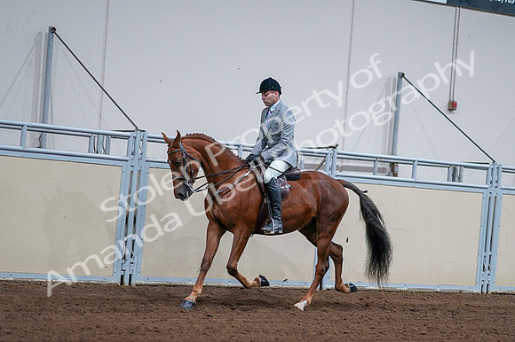 2020 - AB Morgan Horse - Fri, Sept 04 - 01602