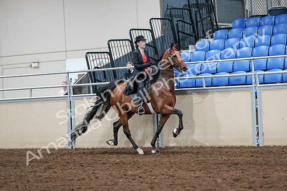 2020 - AB Morgan Horse - Sat, Sept 05 - 06783