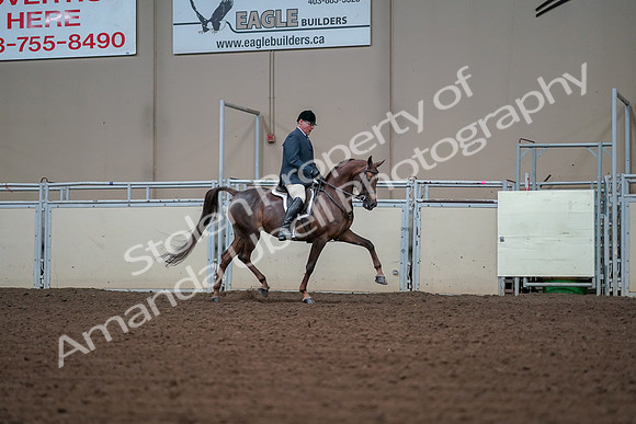 2019 Morgan Horse Show - Aug 30, 2019 - 17635