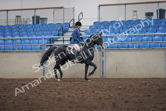 2019 Morgan Horse Show - Aug 31, 2019 - 16705