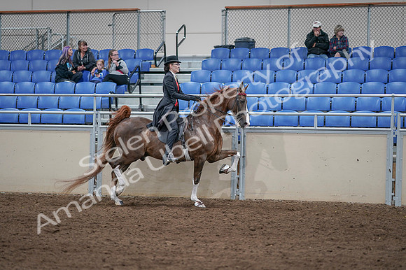 2020 - AB Morgan Horse - Fri, Sept 04 - 09874