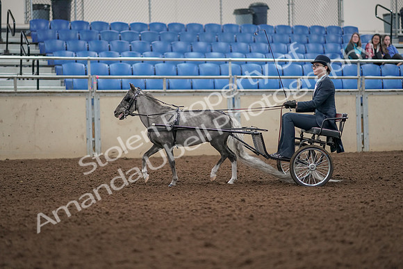 2019 Morgan Horse Show - Aug 31, 2019 - 04259
