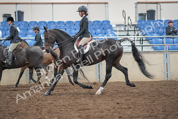 2019 Morgan Horse Show - Aug 30, 2019 - 20231