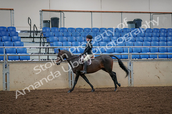 2019 Morgan Horse Show - Aug 30, 2019 - 23448