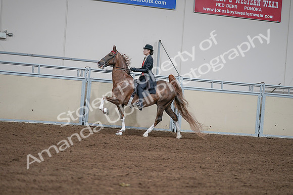 2020 - AB Morgan Horse - Fri, Sept 04 - 09608