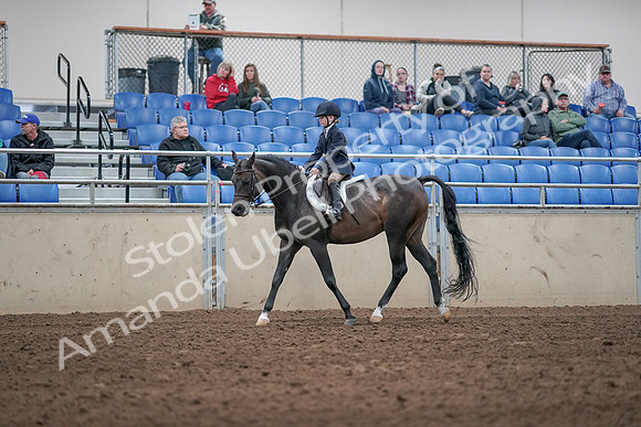 2019 Morgan Horse Show - Aug 31, 2019 - 19500
