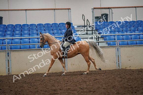 2019 Morgan Horse Show - Aug 30, 2019 - 22374