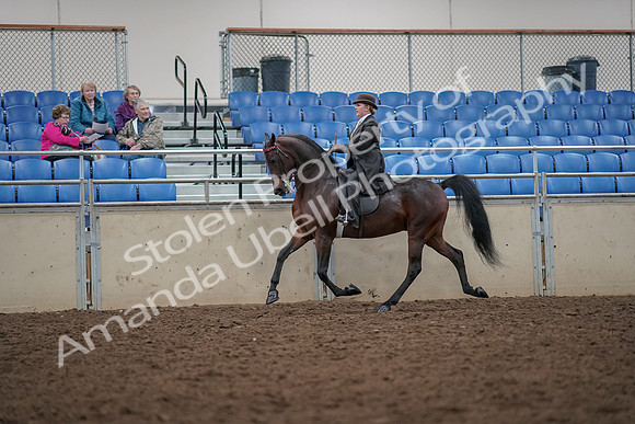 2019 Morgan Horse Show - Aug 30, 2019 - 27945