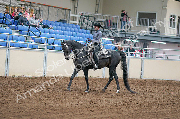 2020 - AB Morgan Horse - Fri, Sept 04 - 08266