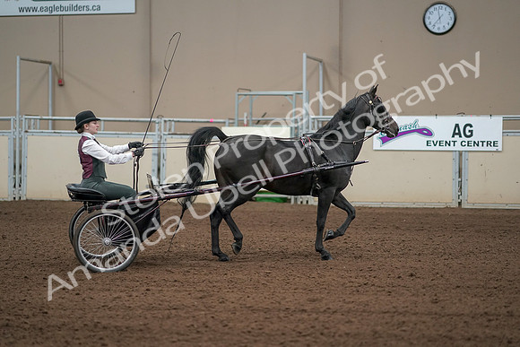 2019 Morgan Horse Show - Aug 31, 2019 - 04704