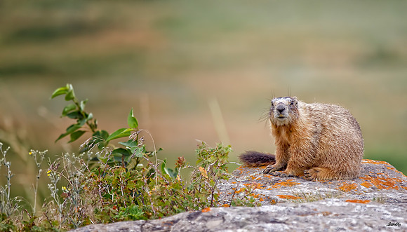 NA Wild Animals - 025