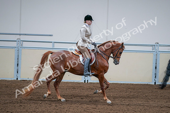 2020 - AB Morgan Horse - Fri, Sept 04 - 01845
