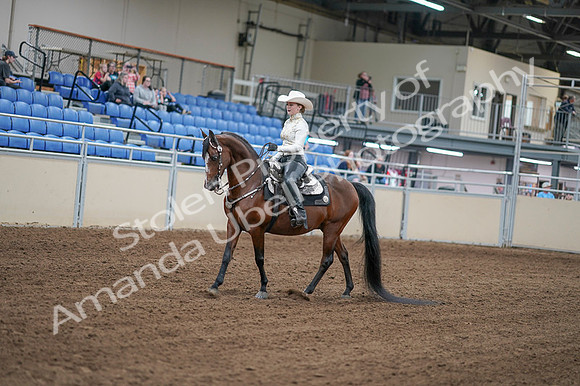 2020 - AB Morgan Horse - Fri, Sept 04 - 08256