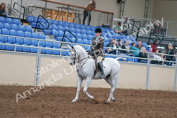 2020 - AB Morgan Horse - Sat, Sept 05 - 14230