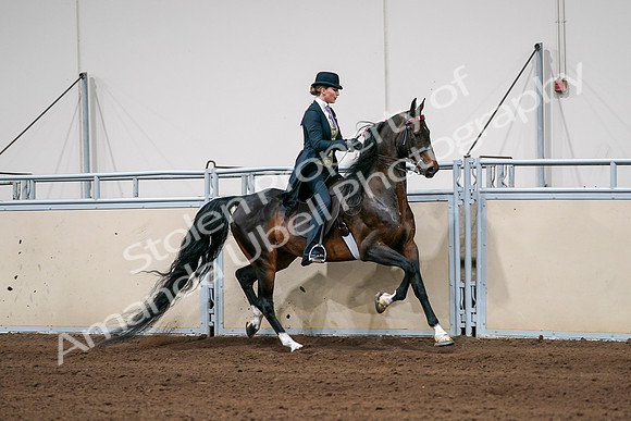 2020 - AB Morgan Horse - Sat, Sept 05 - 06403
