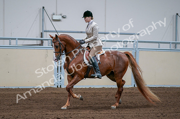 2020 - AB Morgan Horse - Fri, Sept 04 - 01638