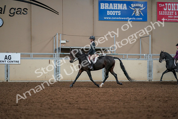 2019 Morgan Horse Show - Aug 30, 2019 - 23241