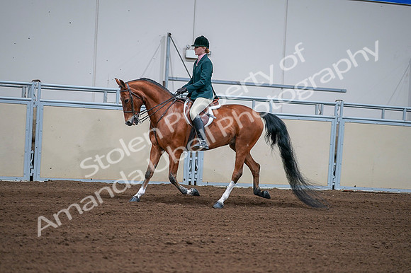 2020 - AB Morgan Horse - Fri, Sept 04 - 01592