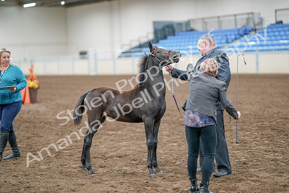 2020 - AB Morgan Horse - Sat, Sept 05 - 00489