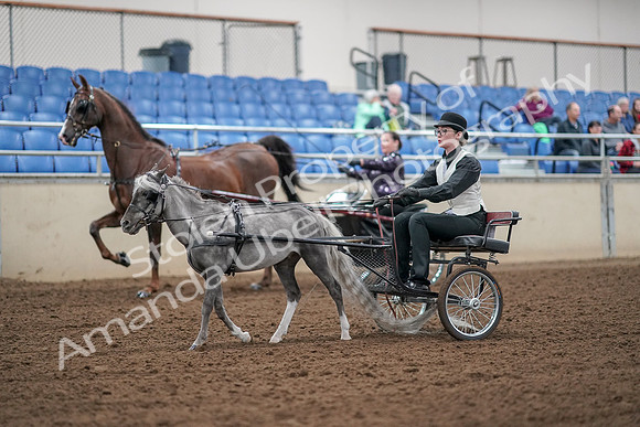 2019 Morgan Horse Show - Aug 30, 2019 - 13274