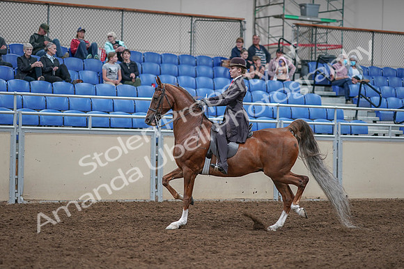 2020 - AB Morgan Horse - Fri, Sept 04 - 11195