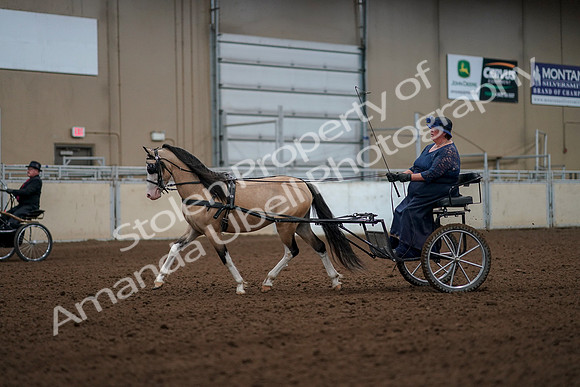 2019 Morgan Horse Show - Aug 30, 2019 - 13249