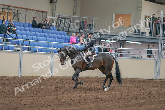 2020 - AB Morgan Horse - Sun, Sept 06 - 00881