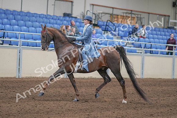 2020 - AB Morgan Horse - Sun, Sept 06 - 00017