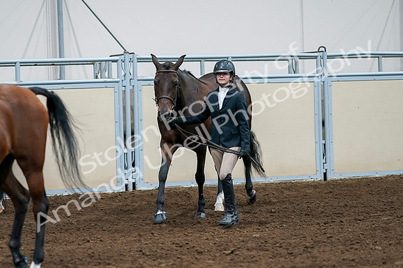 2020 - AB Morgan Horse - Fri, Sept 04 - 00868