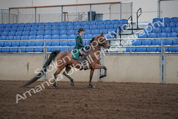 2019 Morgan Horse Show - Sept 01, 2019 - 13286