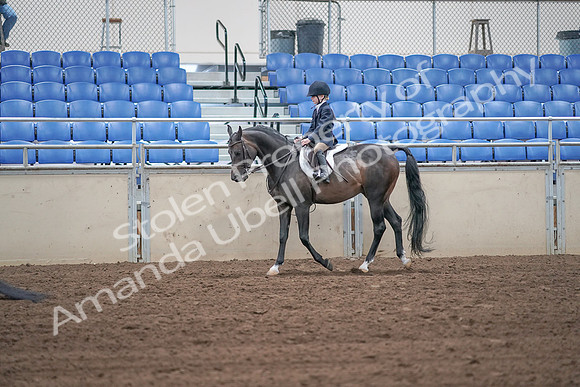 2019 Morgan Horse Show - Sept 01, 2019 - 05499