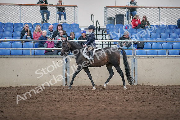 2019 Morgan Horse Show - Aug 31, 2019 - 19512