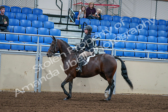 2020 - AB Morgan Horse - Fri, Sept 04 - 01511