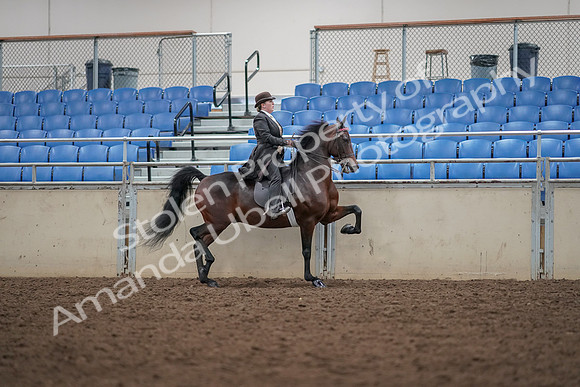 2019 Morgan Horse Show - Aug 30, 2019 - 28080