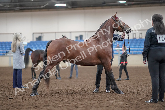 2019 Morgan Horse Show - Aug 31, 2019 - 01383