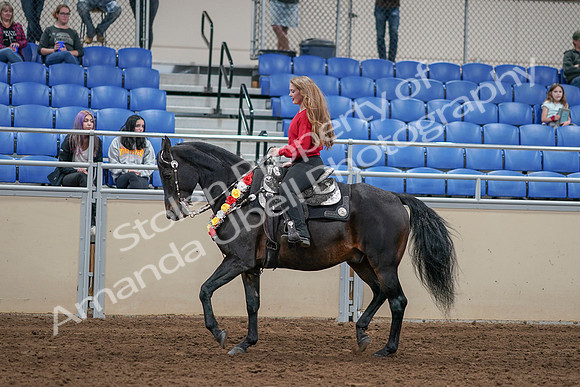 2020 - AB Morgan Horse - Sat, Sept 05 - 10431