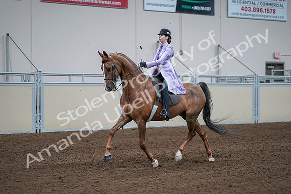 2020 - AB Morgan Horse - Fri, Sept 04 - 05021