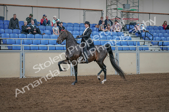 2020 - AB Morgan Horse - Fri, Sept 04 - 11341