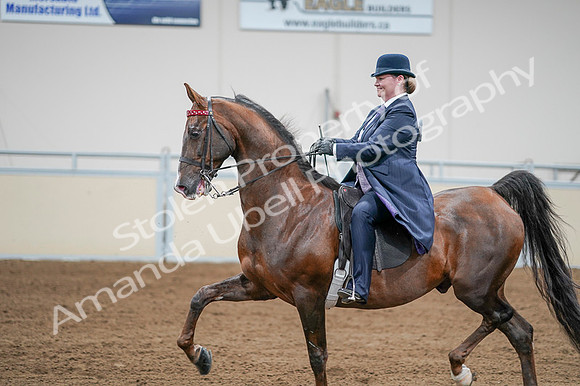 2020 - AB Morgan Horse - Fri, Sept 04 - 08228