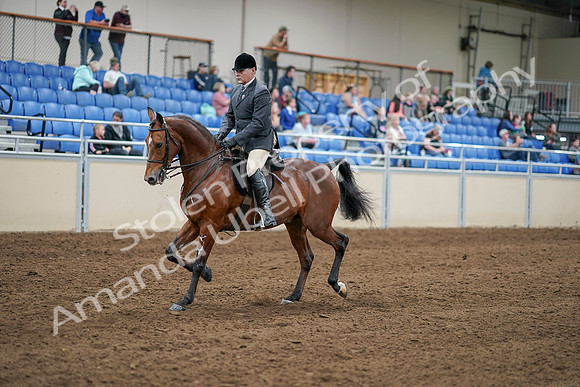 2020 - AB Morgan Horse - Sat, Sept 05 - 06865