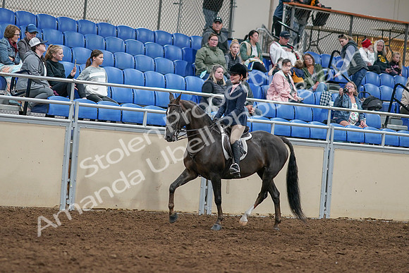 2020 - AB Morgan Horse - Sun, Sept 06 - 07734