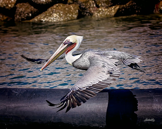 Birds - 159