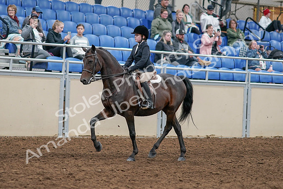 2020 - AB Morgan Horse - Sun, Sept 06 - 07884