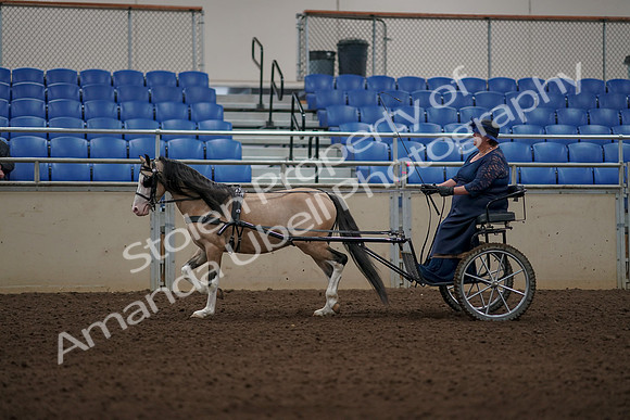 2019 Morgan Horse Show - Aug 31, 2019 - 04350